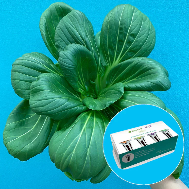 New Seed Kit – Pak Choi
