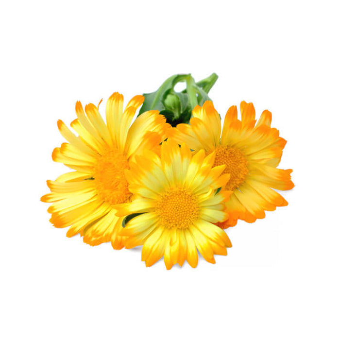 金盏花
