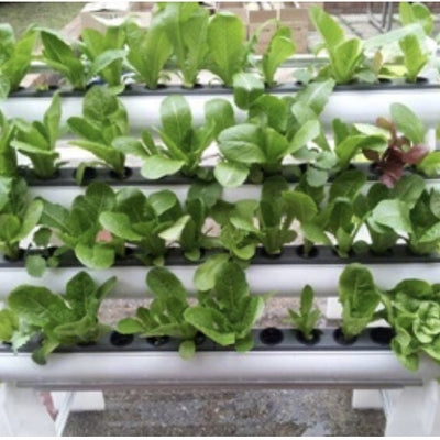 研發智能蔬菜種植機「二次創業」種出未來