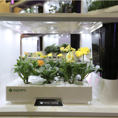 足不出戶種新鮮菜 港產家居智能水耕機 28天有收成