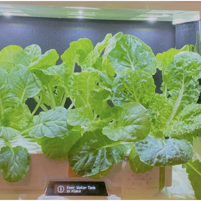 港產水耕種植機揚威海外