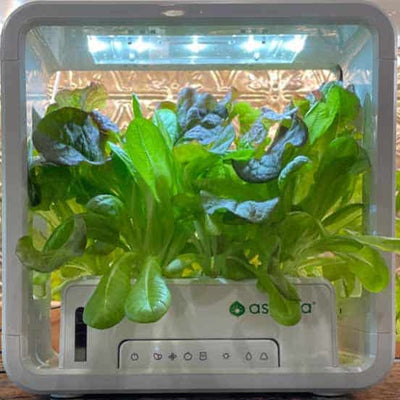 aspara will help you garden year-round