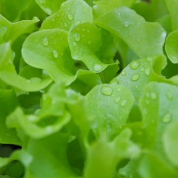 Growgreen