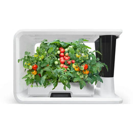 Cherry Tomato (Seed Kit)