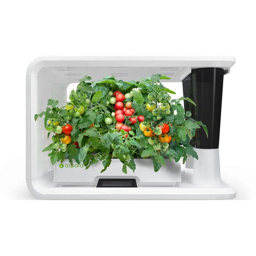 Cherry Tomato (Seed Kit)
