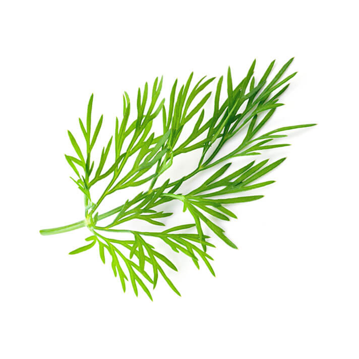 Dill growgreen