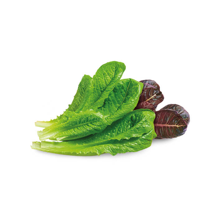 Romaine Mix growgreen