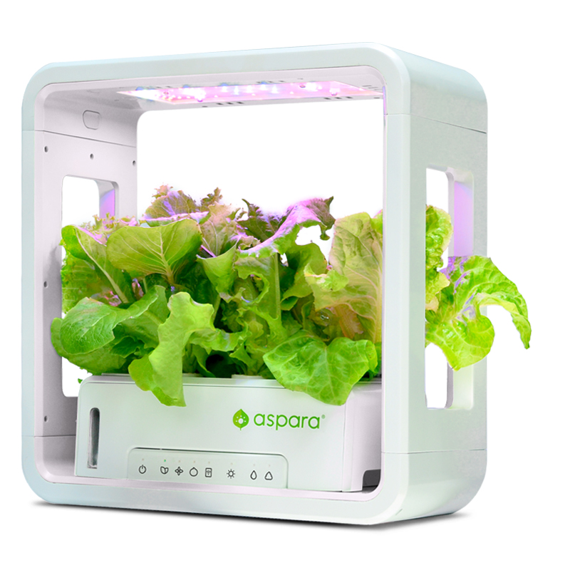Stylist-Lite-with-Lettuce-
