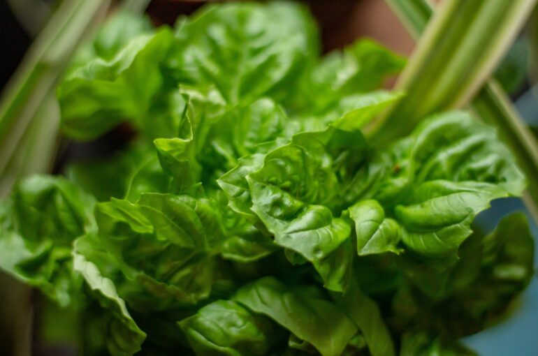 Herb Garden | Using 7 Herb Garden Strategies Like The Pros