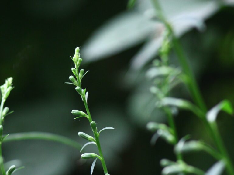Herb Garden | Growgreen Hydroponics Growing System – Indoor Herb Garden