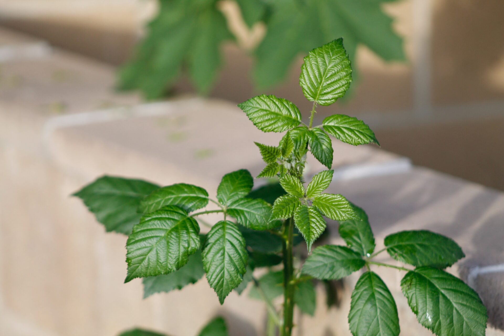 herb-garden_growgreen_hydroponic_indoor_mint_kitchen_planter_192.3