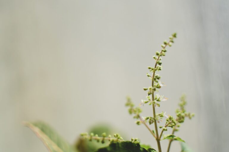 Herb Garden | Nothing Beats Fresh Herbs In Your Herb Garden