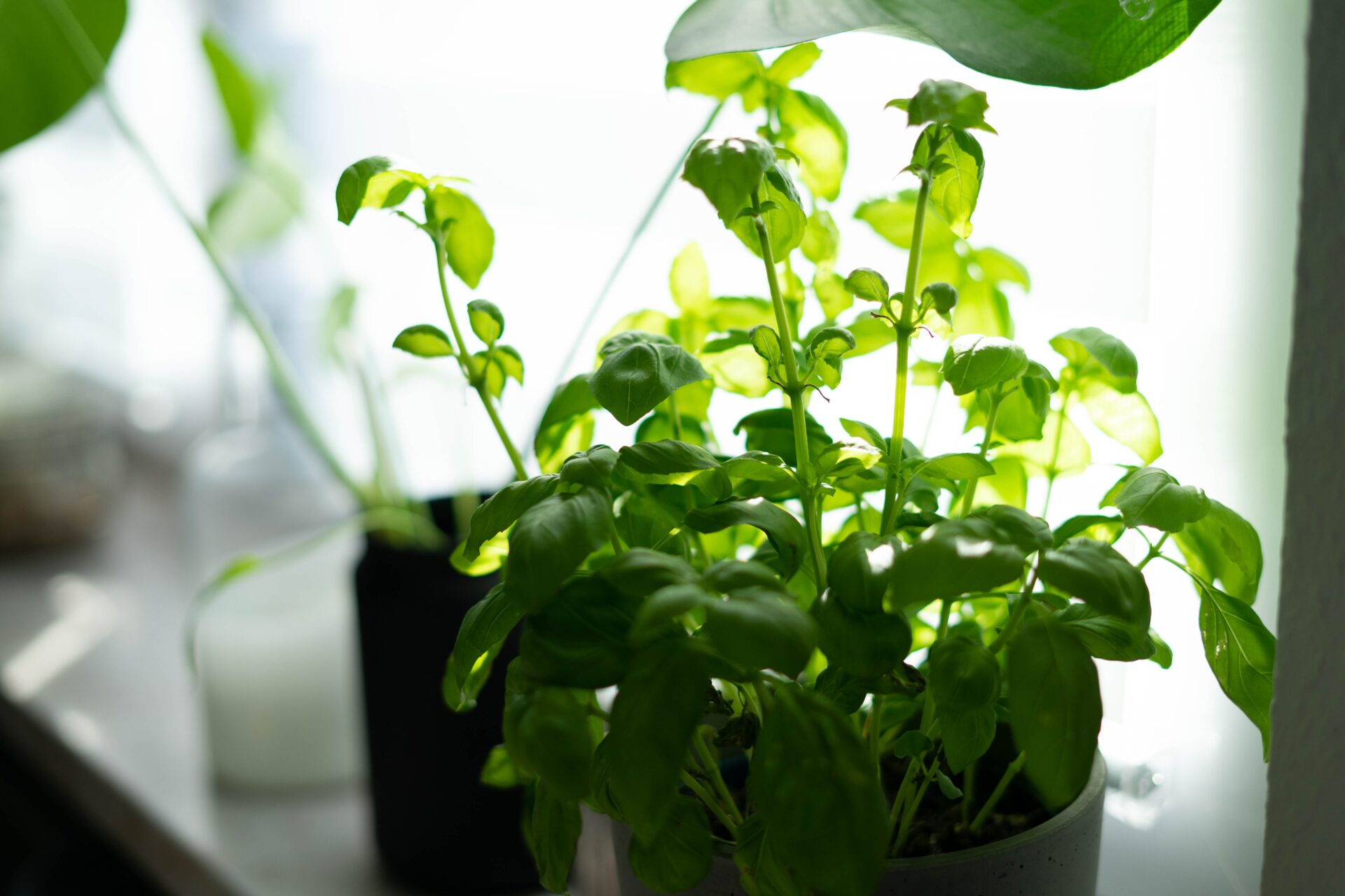 herb-garden_growgreen_indoor_hydroponic_kansas_191.3