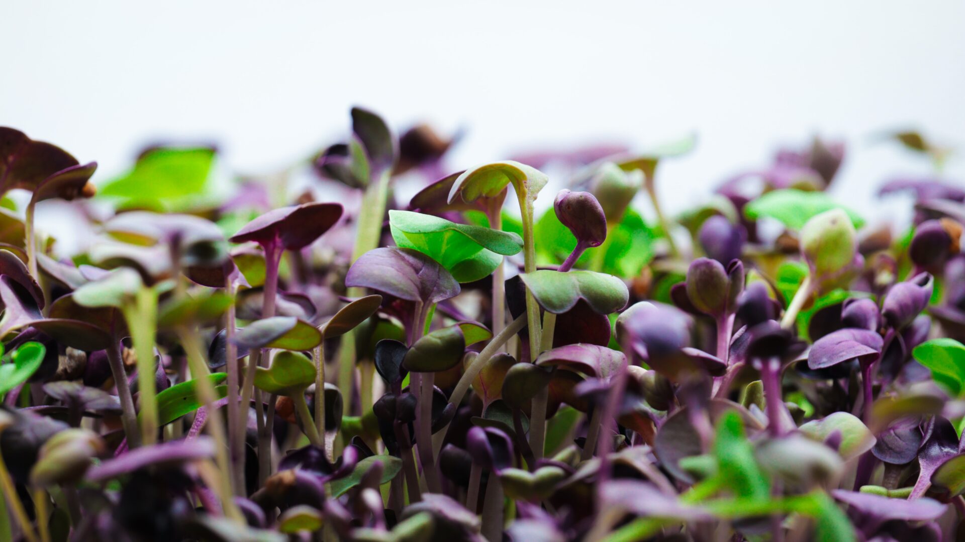 herb-garden_growgreen_indoor_hydroponic_planter-box_186.3