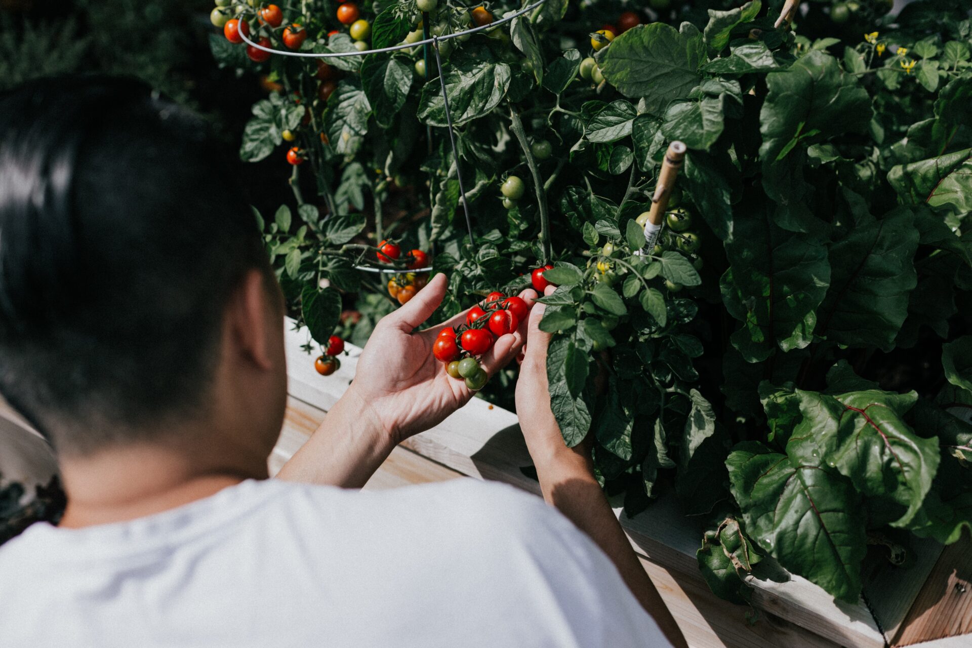 herb-garden_growgreen_indoor_smart-garden_cooking_tomato_190.3