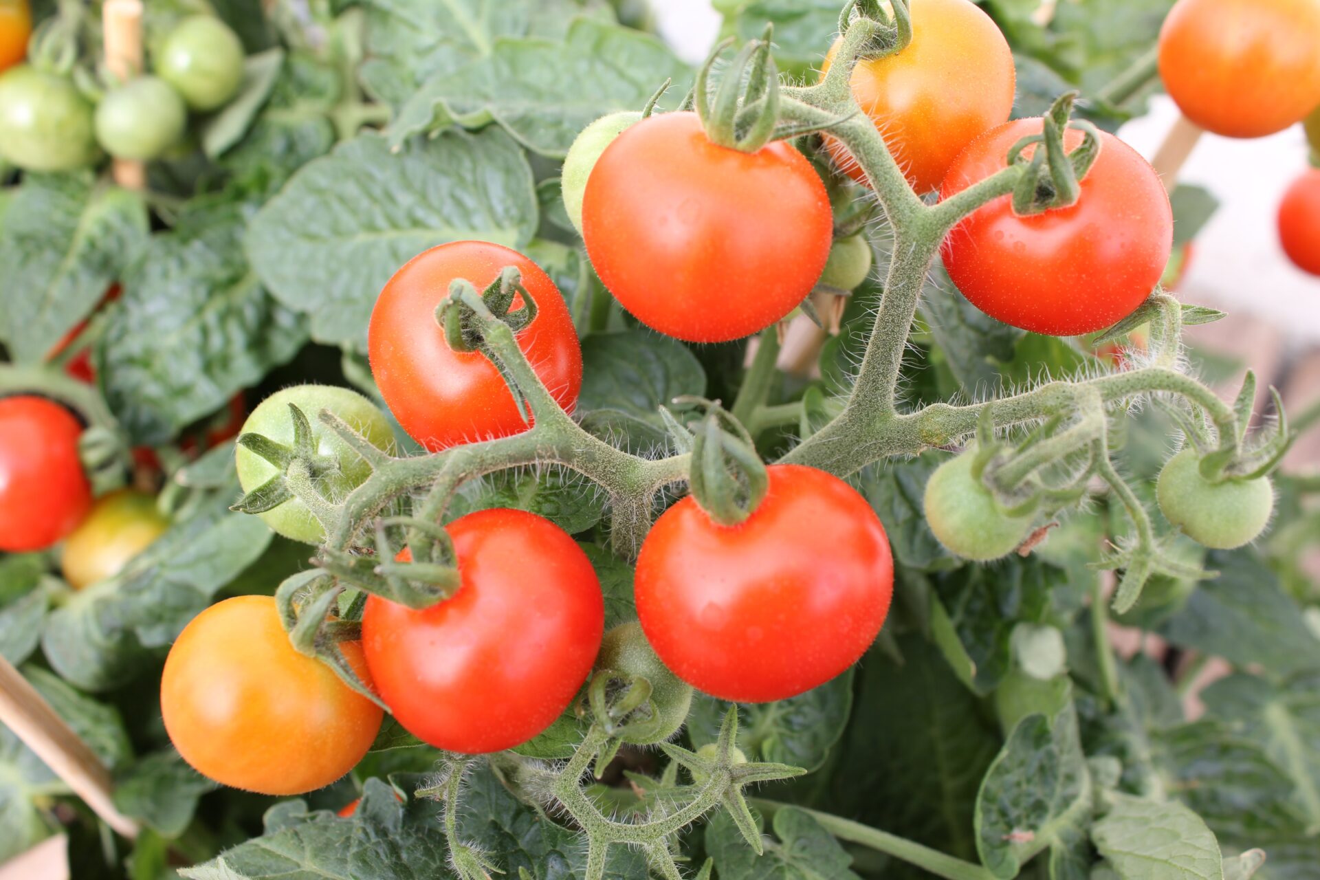 herb-garden_growgreen_indoor_tomatoes_hydroponic_kitchen_190.2