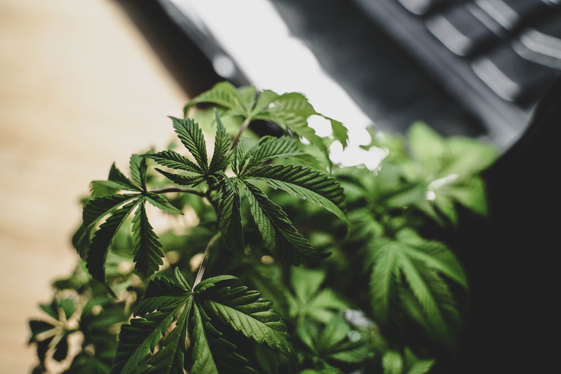 herb-garden_growgreen_led-grow-light_indoor_hydroponic_planter-box_185.3