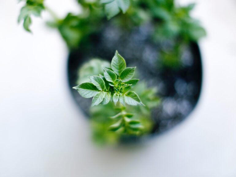 Herb Garden | The Complete Guide On How To Care For And Grow Your Indoor Herb Garden