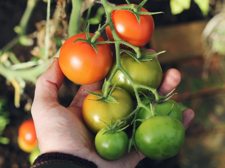 Herb Garden | Tomatoes Are One Of The Easiest Plants To Grow In A Herb Garden