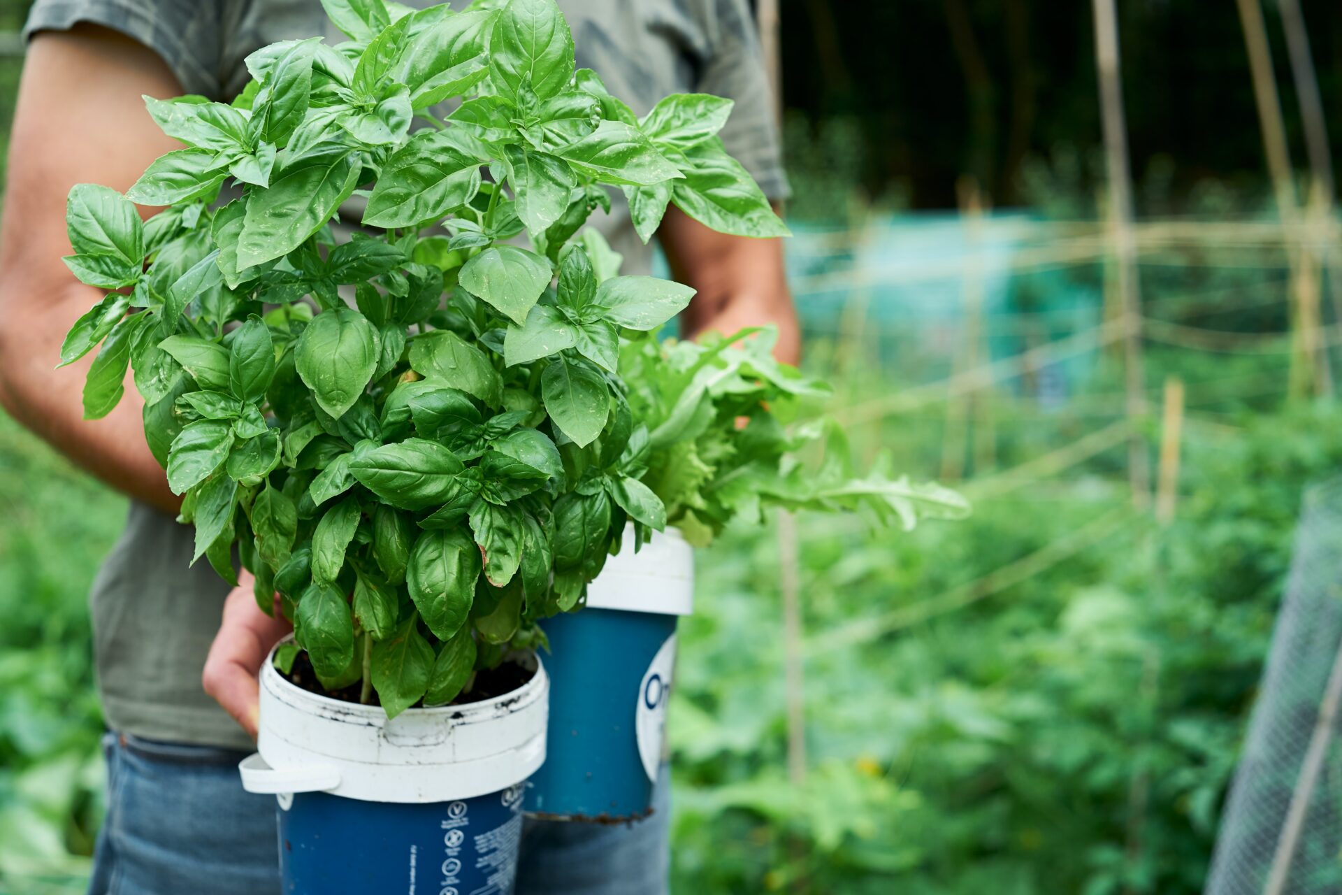 herb-garden_growgreen_basil_planting_seed-kit_indoor_212.2