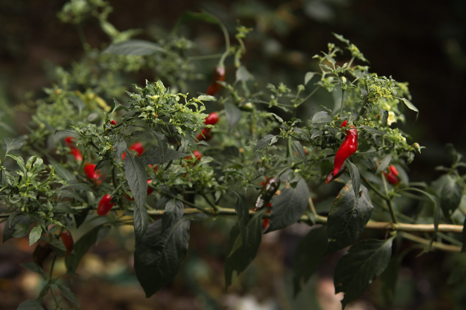 herb-garden_growgreen_pepper_indoor_growing-system_213.2