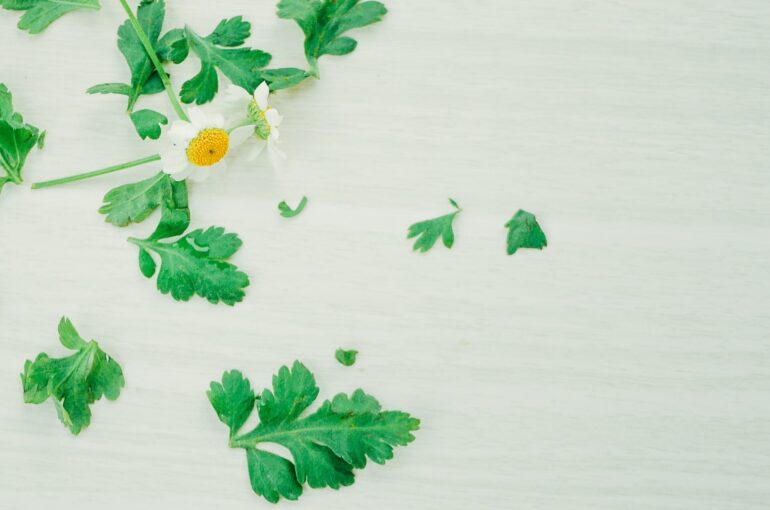 Herb Garden | When To Use Smart Grower For Your Herb Garden