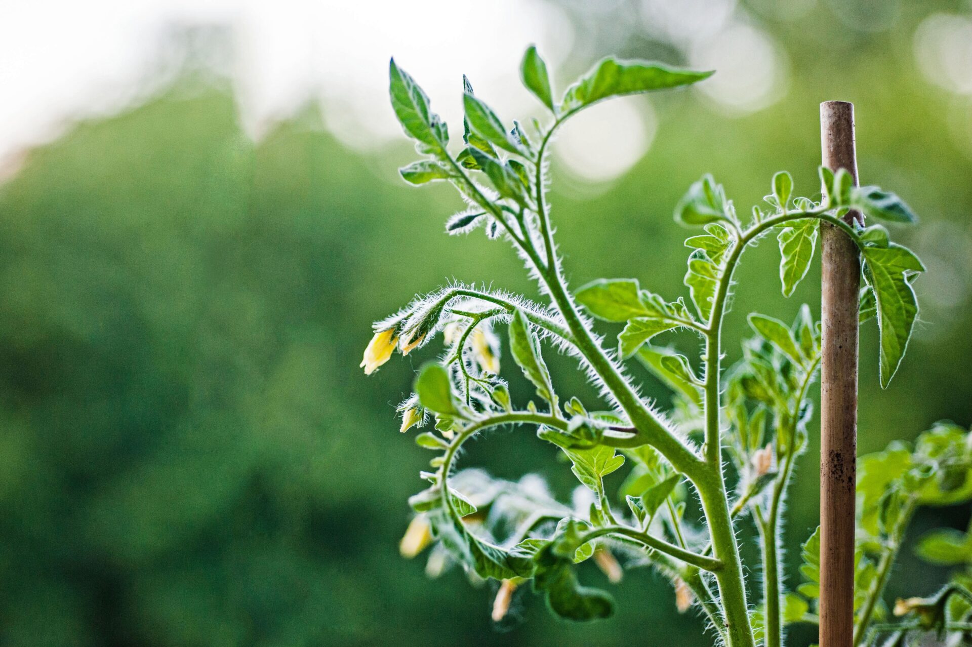 herb-garden_growgreen_indoor_tomato_aspara_seed-kit_hydroponic_216.2