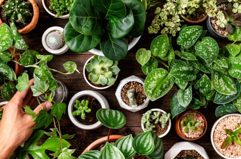 Herb Garden Indoor | Healthy Lifestyle: Cultivate Healing Herbs in Your Herb Garden Indoor