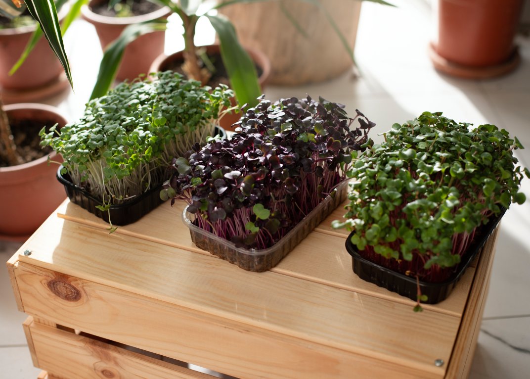 herb_garden_Indoor_growgreen_231.3