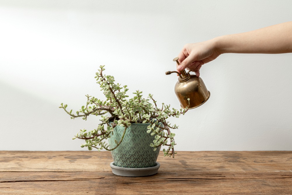 herb_garden_Indoor_growgreen_233.2