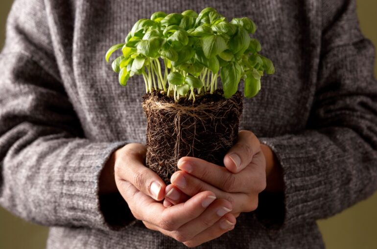 Herb Garden Indoor | Winterizing The Herb Garden Indoor