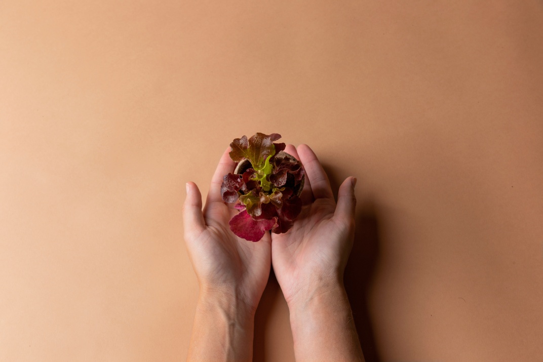 herb_garden_Indoor_growgreen_234.2