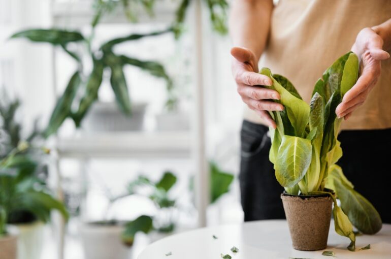 Herb Garden Indoor | A Short History of A Herb Garden Indoor