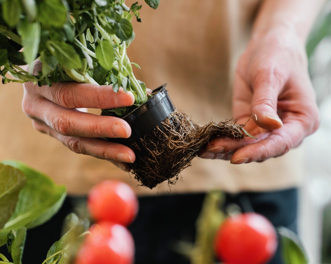 herb_garden_Indoor_growgreen_235.3