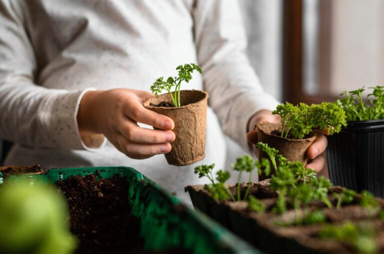 Herb Garden Indoor | A Brief History Of Herb Garden Indoor