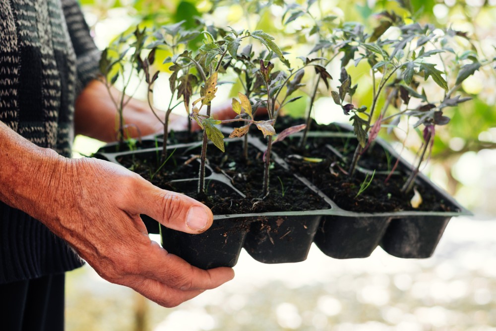 herb_garden_Indoor_growgreen_236.3
