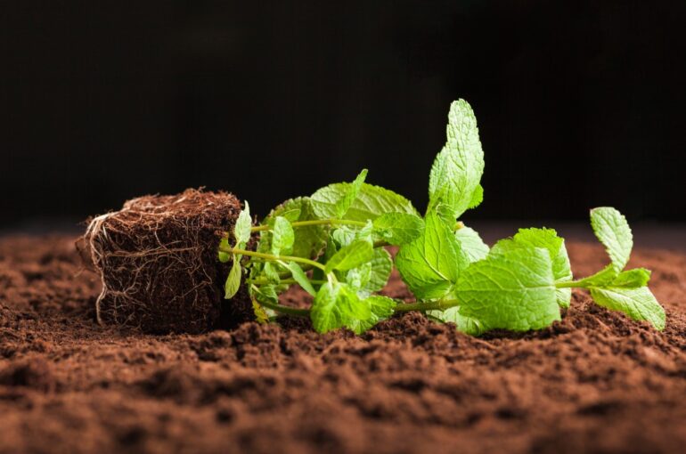 Herb Garden Indoor | Why You Need To Own A Herb Garden Indoor