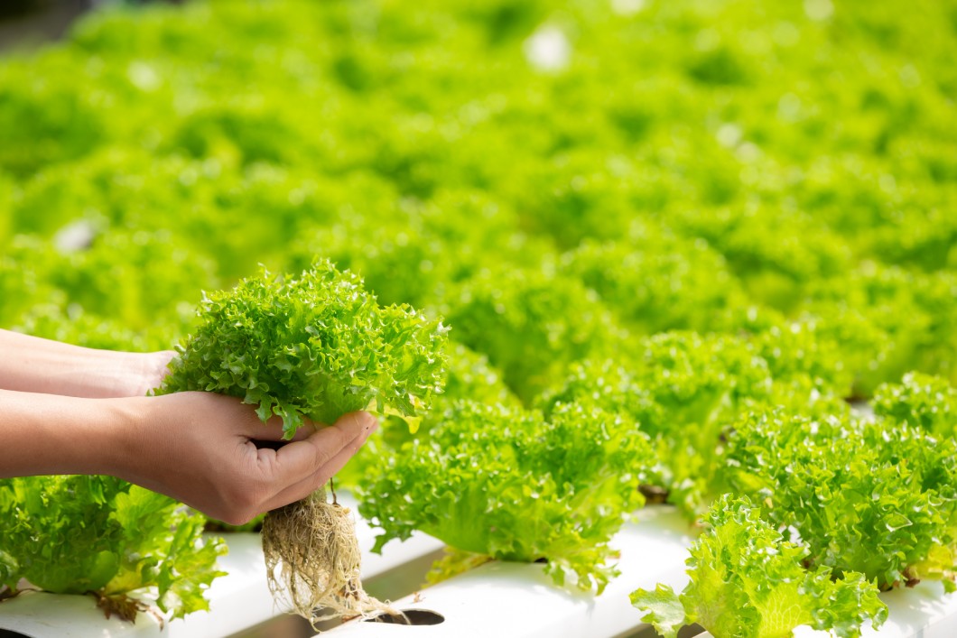 herb_garden_Indoor_growgreen_237.3