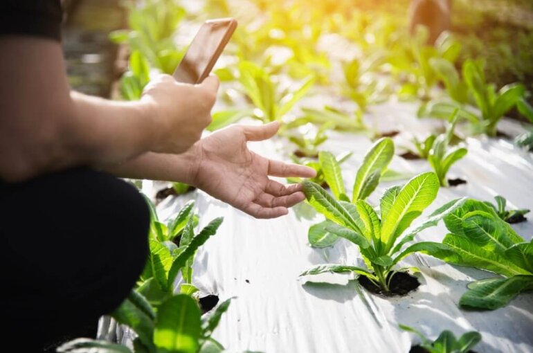 Herb Garden Indoor | Herb Garden Indoor: The Best Way To Grow