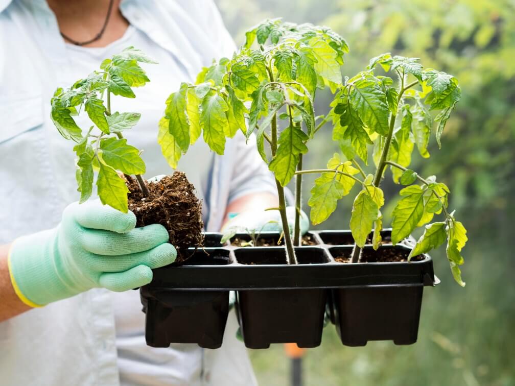 herb_garden_Indoor_growgreen_238.3