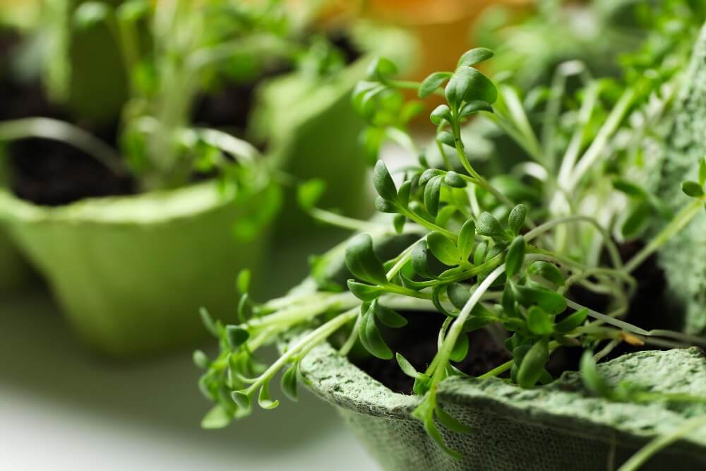 herb_garden_Indoor_growgreen_276.3