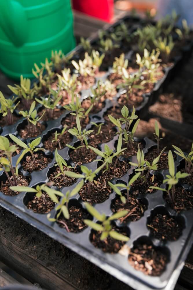 herb_garden_Indoor_growgreen_277.3