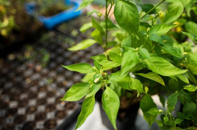 Herb Garden Indoor | The Problems That You Will Solve With Your Herb Garden Indoor