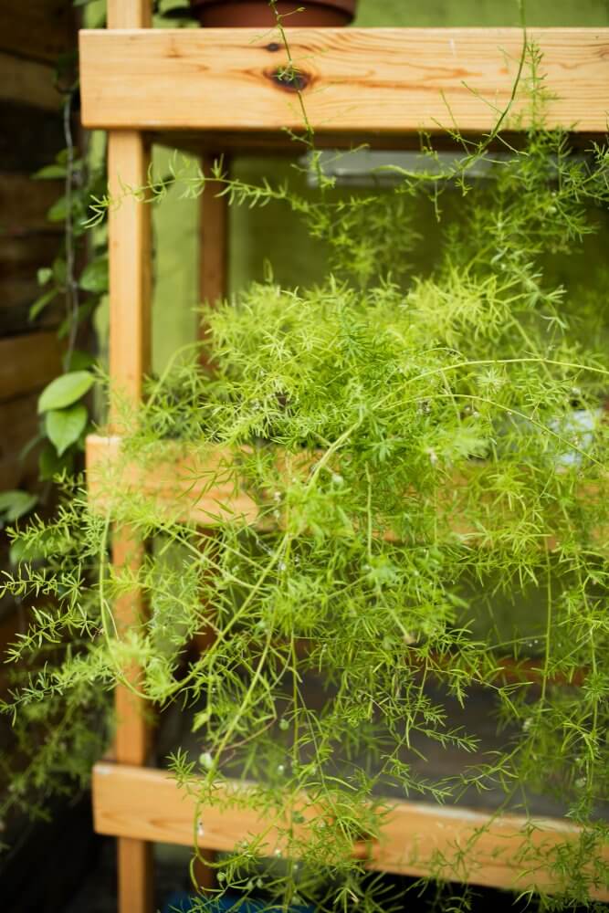herb_garden_Indoor_growgreen_279.2
