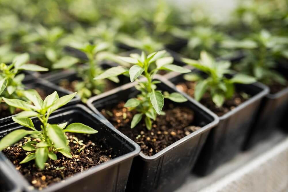 herb_garden_Indoor_growgreen_279.3