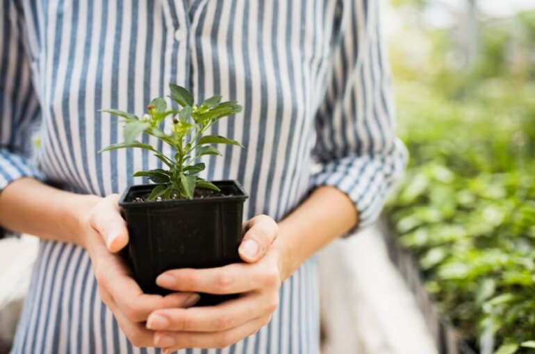 Herb Garden Indoor | All You Need To Know About The Future Of Herb Garden Indoor
