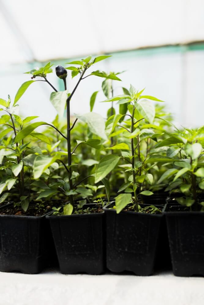 herb_garden_Indoor_growgreen_280.2
