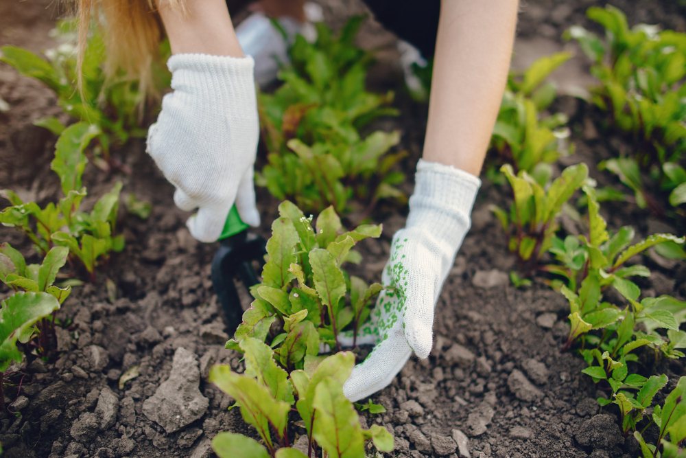 herb_garden_Indoor_growgreen_283.2