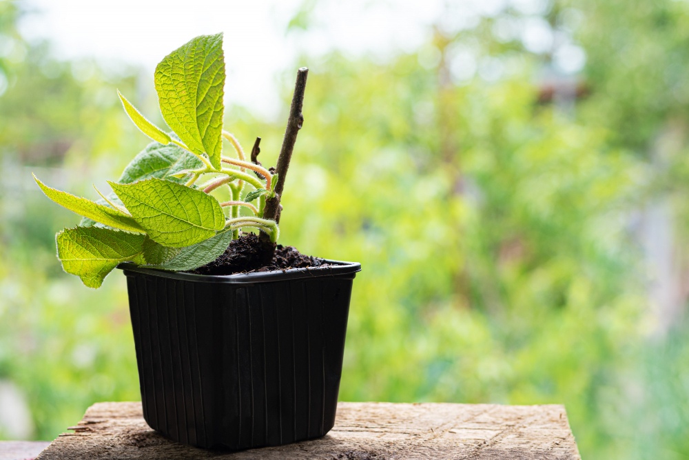 herb_garden_indoor_growgreen_284.2